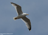 Goland argent, Larus argentatus argenteus