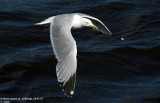 Goland argent, Larus argentatus argenteus
