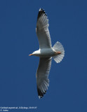 Goland argent, Larus argentatus argenteus