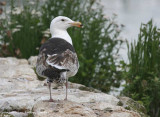 Goland marin, Larus marinus