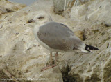 Goland leucophe, Larus michahellis