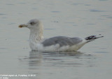 Goland argent, Larus argentatus