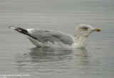 Goland argent, Larus argentatus