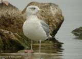Goland argent, Larus argentatus