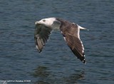 Goland marin, Larus marinus