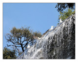 Seagulls shower