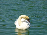 Swan at Lost Lagoon