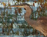 grand heron_MG_0425_C_ crop.jpg