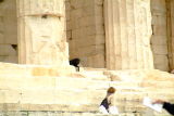 Parthenon w/ dog