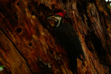 pileated_woodpeckers