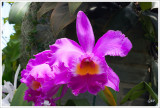 20070513_LewisGinterBotanicalGarden_10_sm.jpg