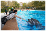 dolphin cove