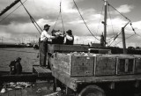 Bringing In The Catch, Winter Haven, Mass.