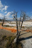 near Canary Spring, Mammoth Hot Springs, Yellowstone National Park