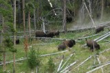 Buffalo, Yellowstone National Park