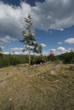 Buffalo, Yellowstone National Park