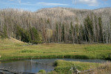 Mature Lodgepole Pine Forest, Yellowstone National Park