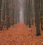 Fog