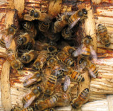 Buzzzz