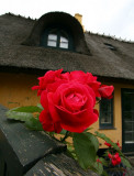 Rose and straw