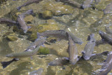 Fish Hatchery