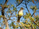 Dusky-capped Flycatcher