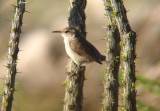 Rock Wren