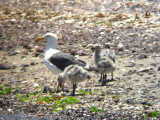 Yellow-footed Gull adult with Chicks