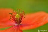 Papaver rhoeas