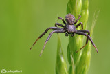 Misumena vatia