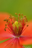 Papaver rhoeas