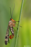 Mosca scorpione (Panorpa sp. )