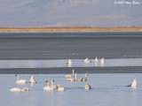 Tundra Swans Bear Lake Refuge b 03_13_07.jpg