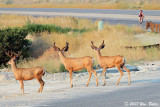 Wanda Stopping Some Young Bucks In Their Tracks 07_08_07.jpg