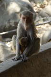 Monkey with baby,Mount Popa
