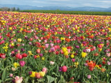 Tulip Land 2008