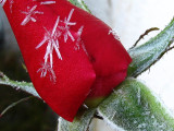 Christmas Rose