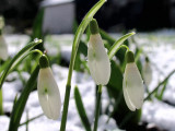 Snowdrops. in the snow