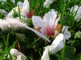 Cherry Blossom and Feather