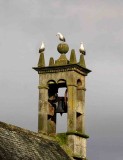 3 Gulls