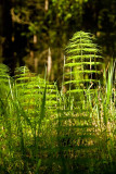 In the Undergrowth