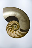 Nautilus