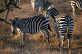 Lake Nakuru