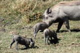 Ngorongoro