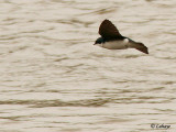 Hirondelle