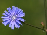 Chicore sauvage  fleur bleue