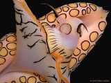 Flamingo Tongue