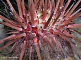 Reef Urchin Spawning-Eggs