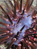 Reef Urchin Spawning-Smoke
