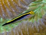 Yellownose Goby